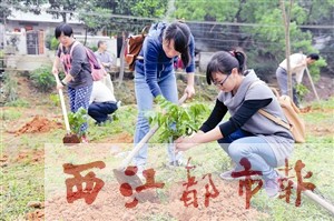 参加环保直通车活动的梧州日报社党员志愿者，在长洲区倒水村进行义务植树。本报记者 何鎏/摄