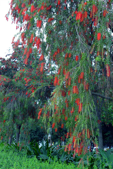 西堤路的植物红千层开花了。